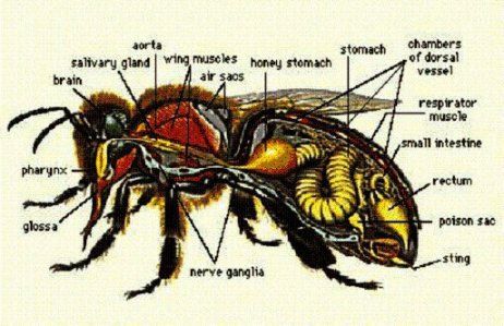 The anatomy of a honeybee