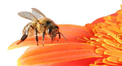 A worker bee collecting pollen