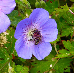 Honey Bee on a flower in the Cornish Westcountry