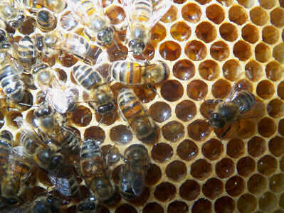 How Do Bees Make Wax Galway Beekeepers