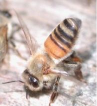 A honey bee 'fanning' in order to release pheromones.