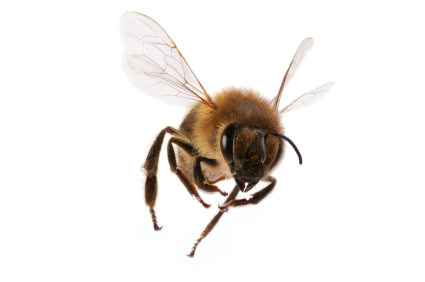 A honeybee in flight