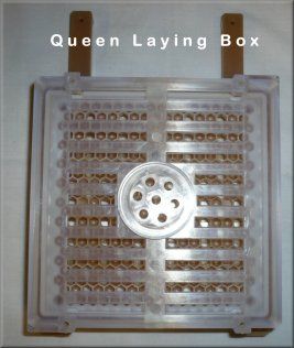 Queen Laying Box