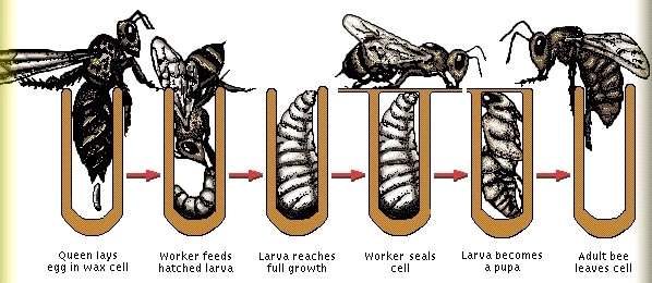 Queen Honey Bee Life Cycle Chart