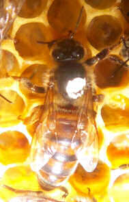 A Queen bee in the hive