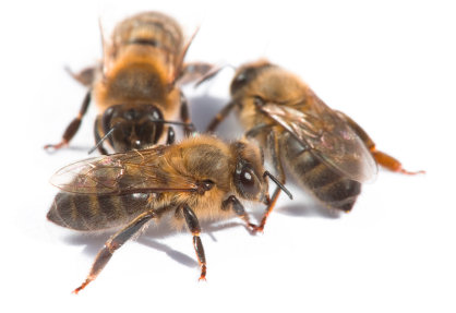 Honey bees live in colonies