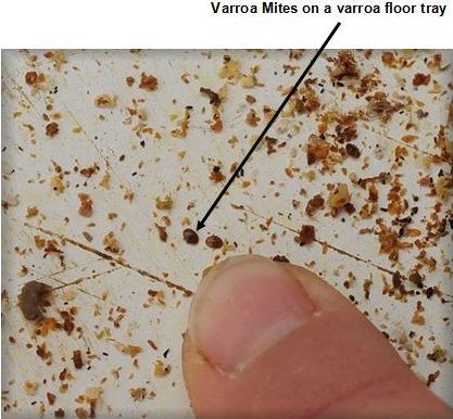 Varroa mites on a varroa floor tray