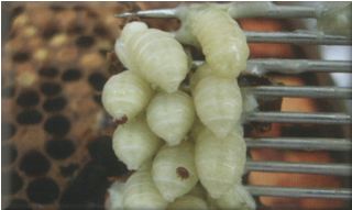 Drone Pupa with mites