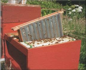 Brood box with a comb trap fitted