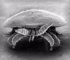 A varroa mite as seen with a microscope