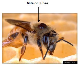 Mite on a bee