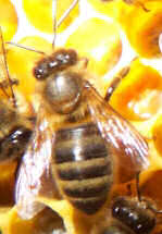 A Worker bee in the hive